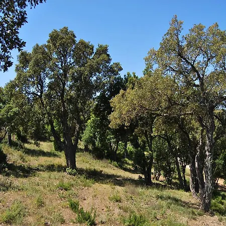 Nais Bormes-les-Mimosas
