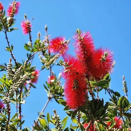 Nais ボルム・レ・ミモザ