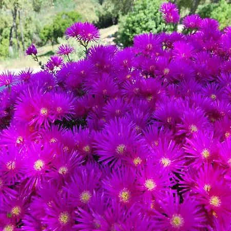 Bed and Breakfast Nais 4*